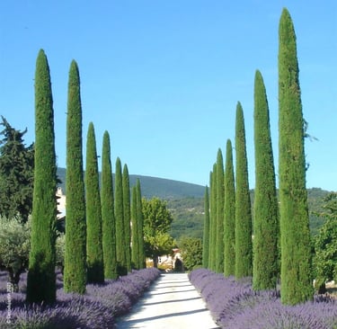 parc mas Provençal