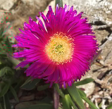 foto van roze bloem