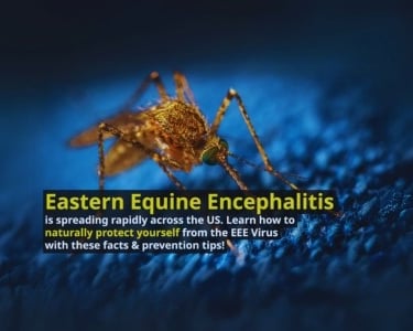 eastern equine encephalitis eee virus