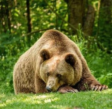 The Bear Threat!