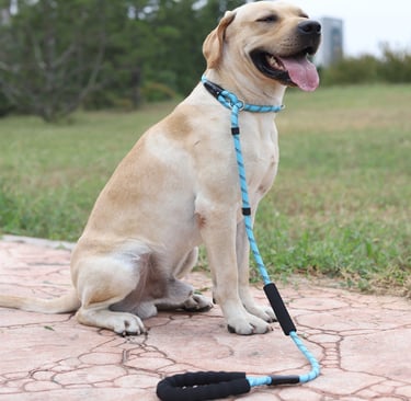 Dog Leash