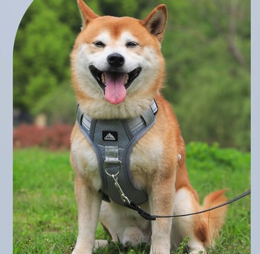 Dog Harness