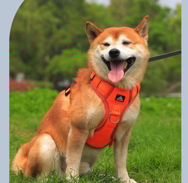 Dog Harness