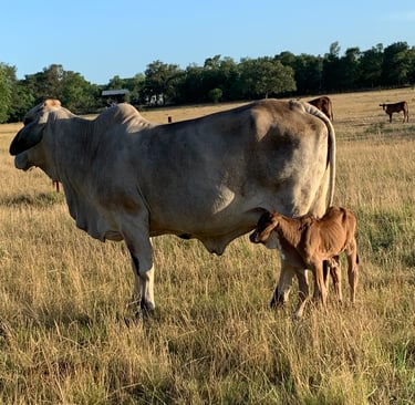 Brahman pair