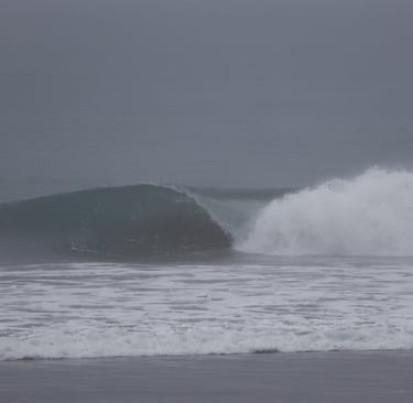perfect pick on a cloudy and blurry day