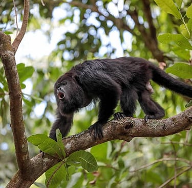 Howler monkey in the forest near Manta city