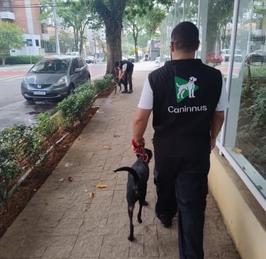 treino de condução de caes