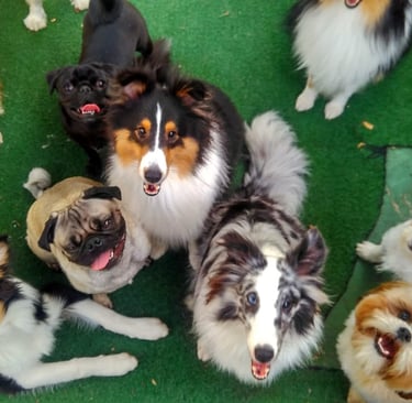 cães reunidos daycare sao paulo