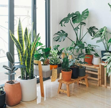 Green plants in room