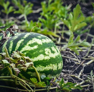 watermelon growing in lush garden compost