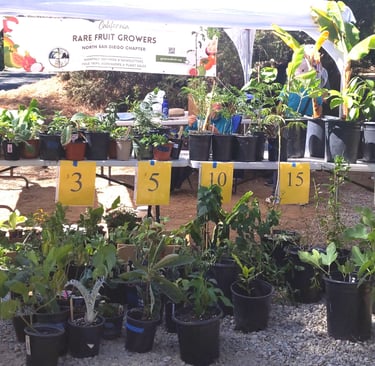 potted plants on and in front of a table
