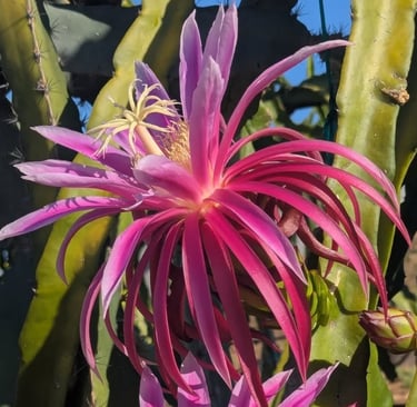 purple dragonfruit flower