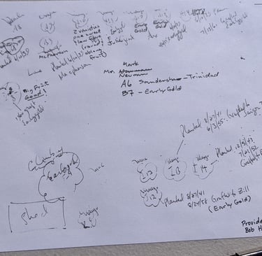 hand drawn map of an orchard