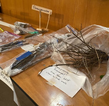 Pomegranate cuttings, dormant in bundles on a table