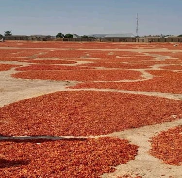 Rows of red chili peppers drying in the sun on large mats at a traditional rural spice farm.