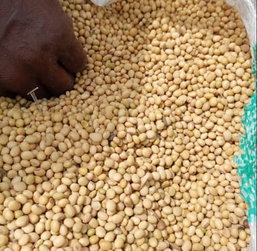 A close-up of a person's hands reaching into a large white sack filled with organic yellow soybeans.