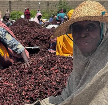 Women farmers harvesting and sorting dried hibiscus flowers at an outdoor agricultural site.