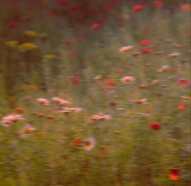Kobido Annecy coquelicots