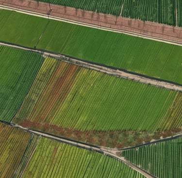 Drone DJI Matrice 3 flying over a lush green agricultural field capturing multispectral data.
