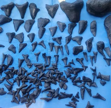 fossil sharks teeth