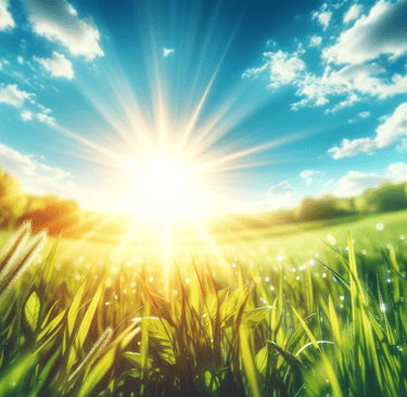 a field with grass and the sun shining