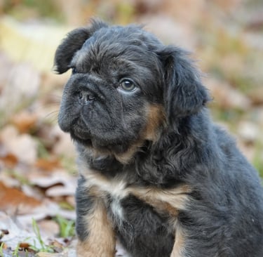 fluffy big rope bleu tan 