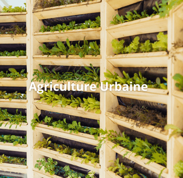 Agriculture urbaine