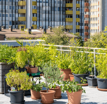 Jardin urbain