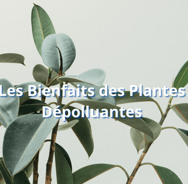 Les Bienfaits des Plantes Dépolluantes