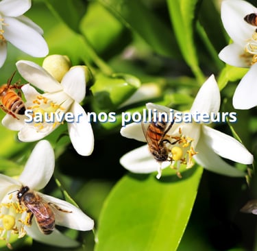 Sauver nos pollinisateurs