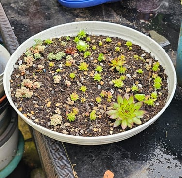 Growing in a cracked salad bowl