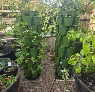 Twin Towers of Green – Double the harvest, double the joy