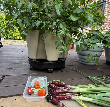 Leafy Luxury – Salads and herbs at your fingertips