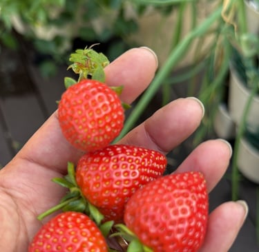 Sweet Success – Juicy strawberries grown at home