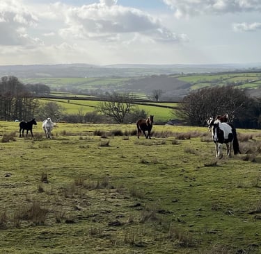 mountain ponies grazing on the moorland