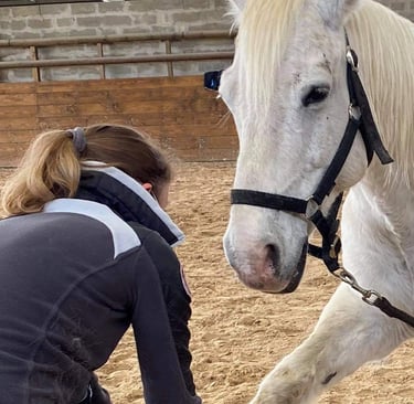 Manipulations ostéopathiques pour les chevaux