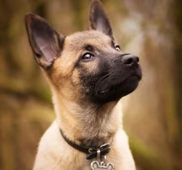 Ostéopathie canine, ostéopathie sur les chiens