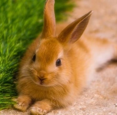 Ostéopathie NAC, ostéopathie sur les lapins, les rongeurs