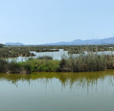 The Albufera in Mallorca with water and mountains in the background