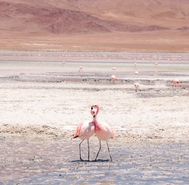 Flamingos in the Atacama Desert of Bolovia, South America, Uyuni Salt Flat Tour