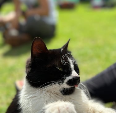 Salkantay Trek break with cat