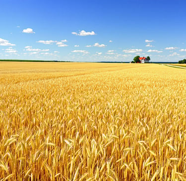 a field in a farm
