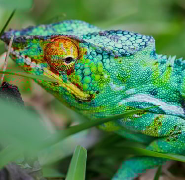 Mariage dans la nature de nosy be madagascar