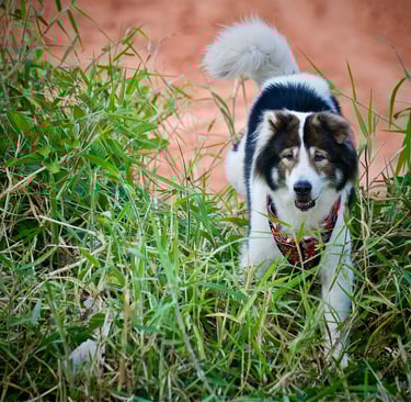 Faithful companion to Parichad Khongon, Sumo, a Thai Bangkeow breed.