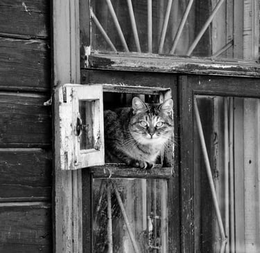 A cat peers from a house in Peter Pickering's story of a Tokyo street photographer