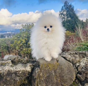 Pomerania Blanco Premium Coreano