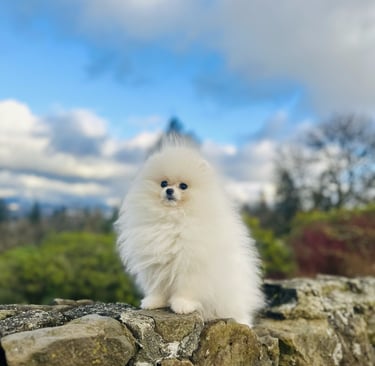 Cachorro blanco Pomerania venta Mexico