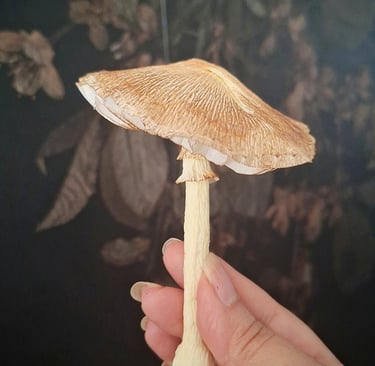 paper mushroom