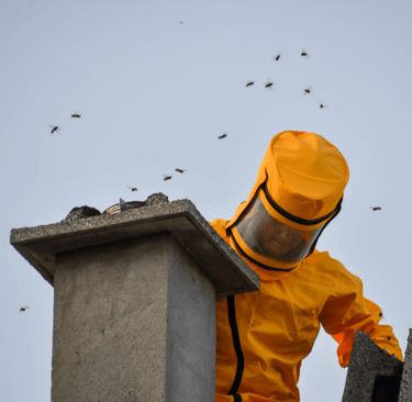 traitement nid de frelons sur le toit, combinaison frelons et guêpes