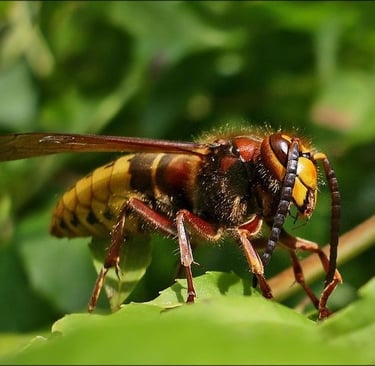 Frelons asiatiques prévention